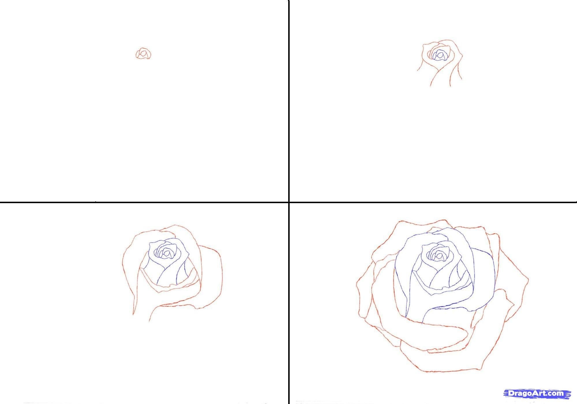 Роза рисунок карандашом поэтапно легко