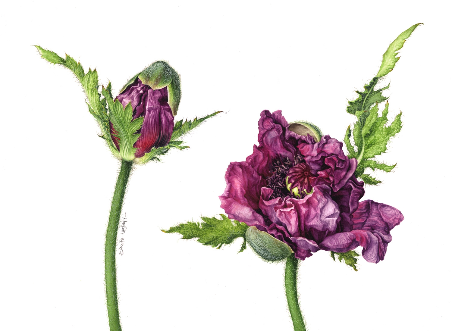 Ботанические иллюстрации от Eunike Nugroho