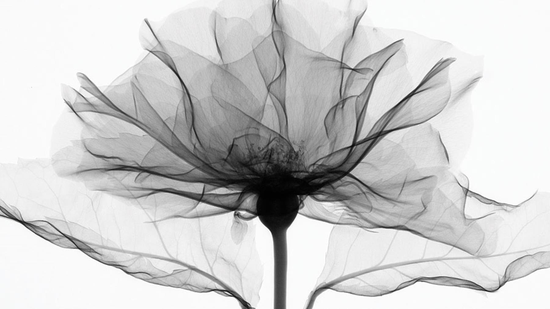 Рентгеновские снимки цветов