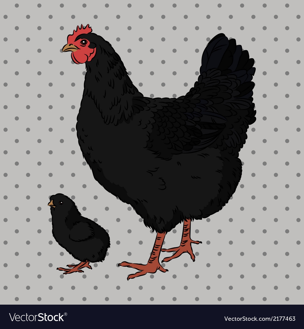 Черная курица нарисовать
