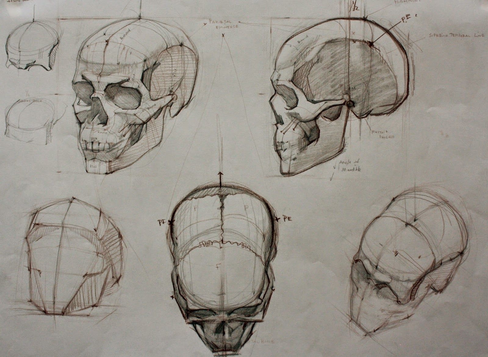 Баммес анатомия для художников череп