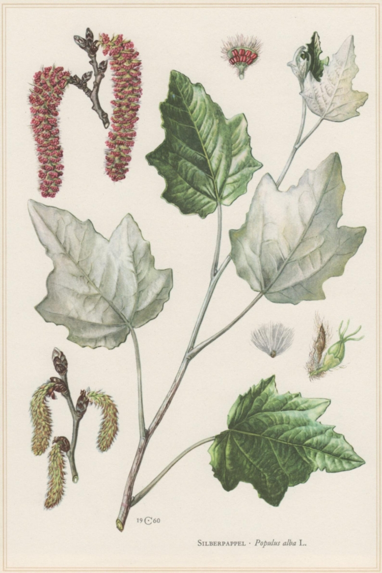 Тополь белый (Populus Alba) плоды