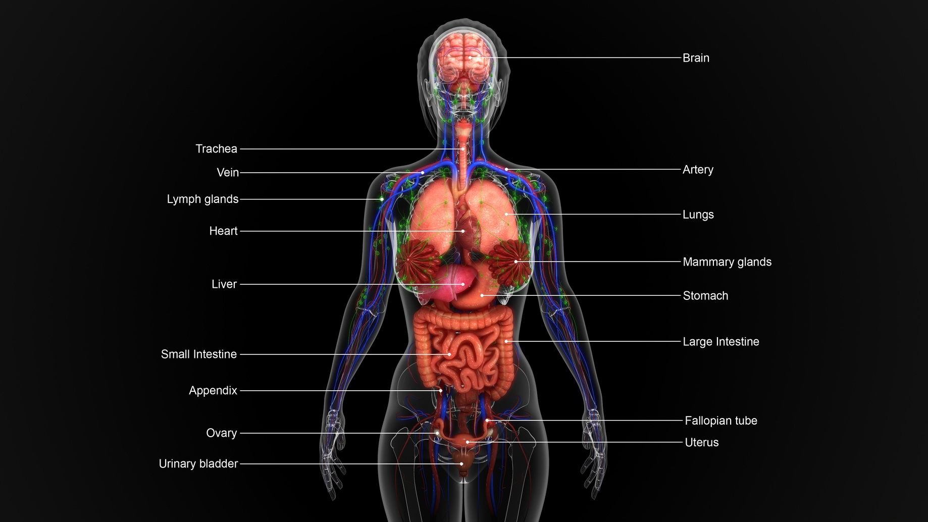 Внутренние органы человека с обозначениями