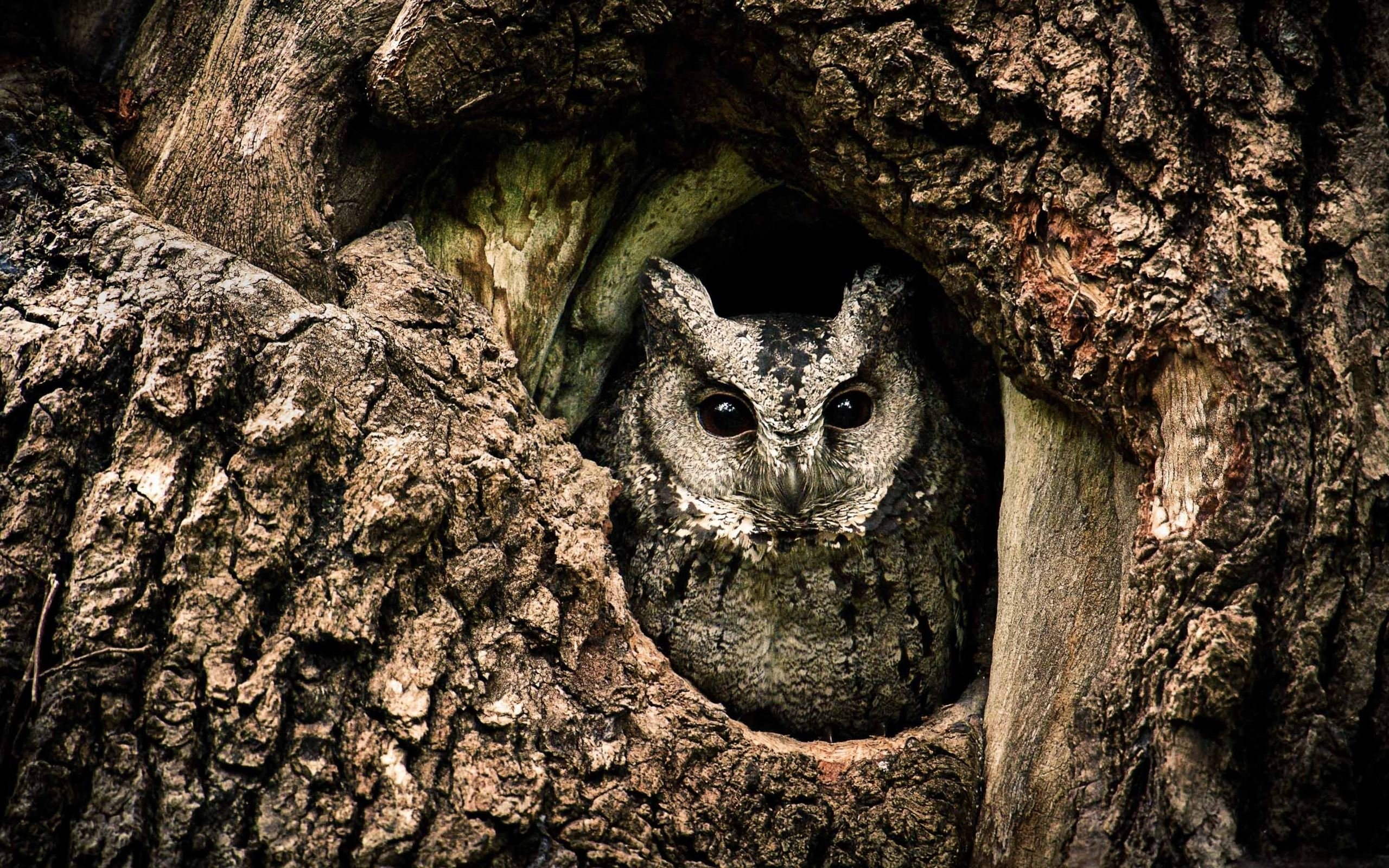 Гнездо в дупле дерева
