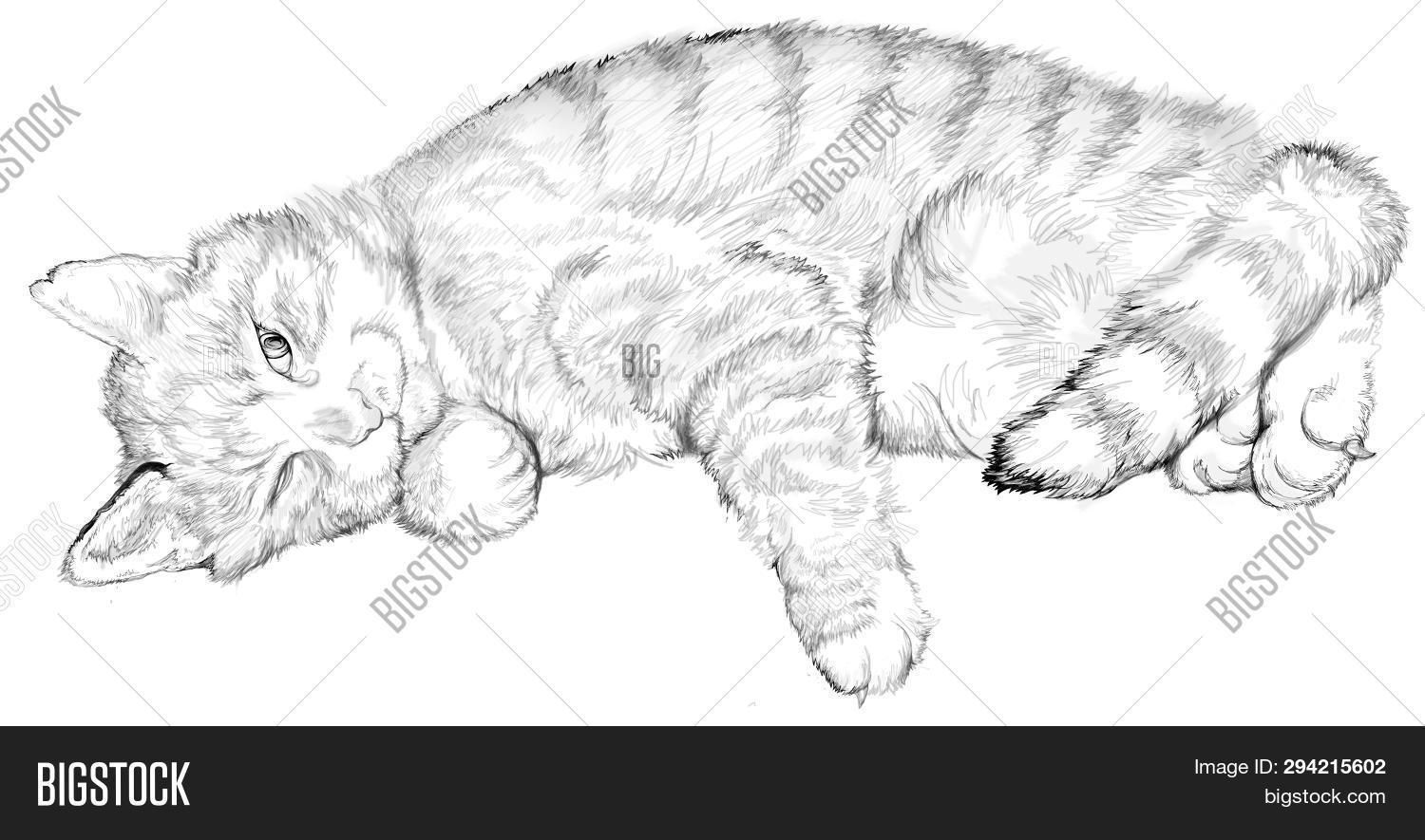 Кот лежит на спине раскинув лапы рисунок
