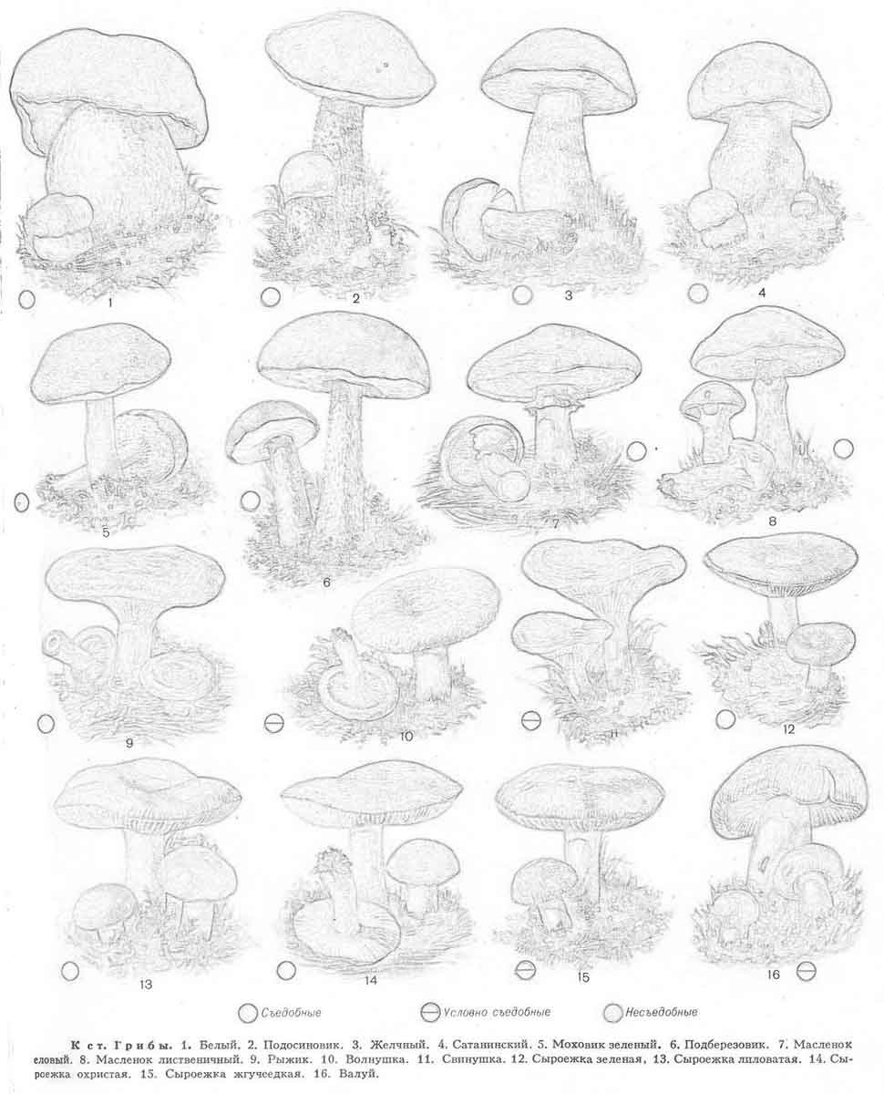 Съедобные грибы и несъедобные грибы раскраска