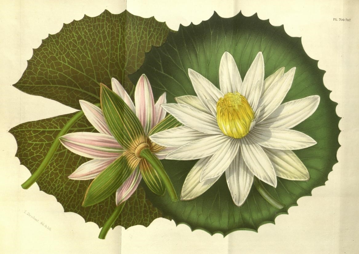 Nymphaea Lotus var Thermalis