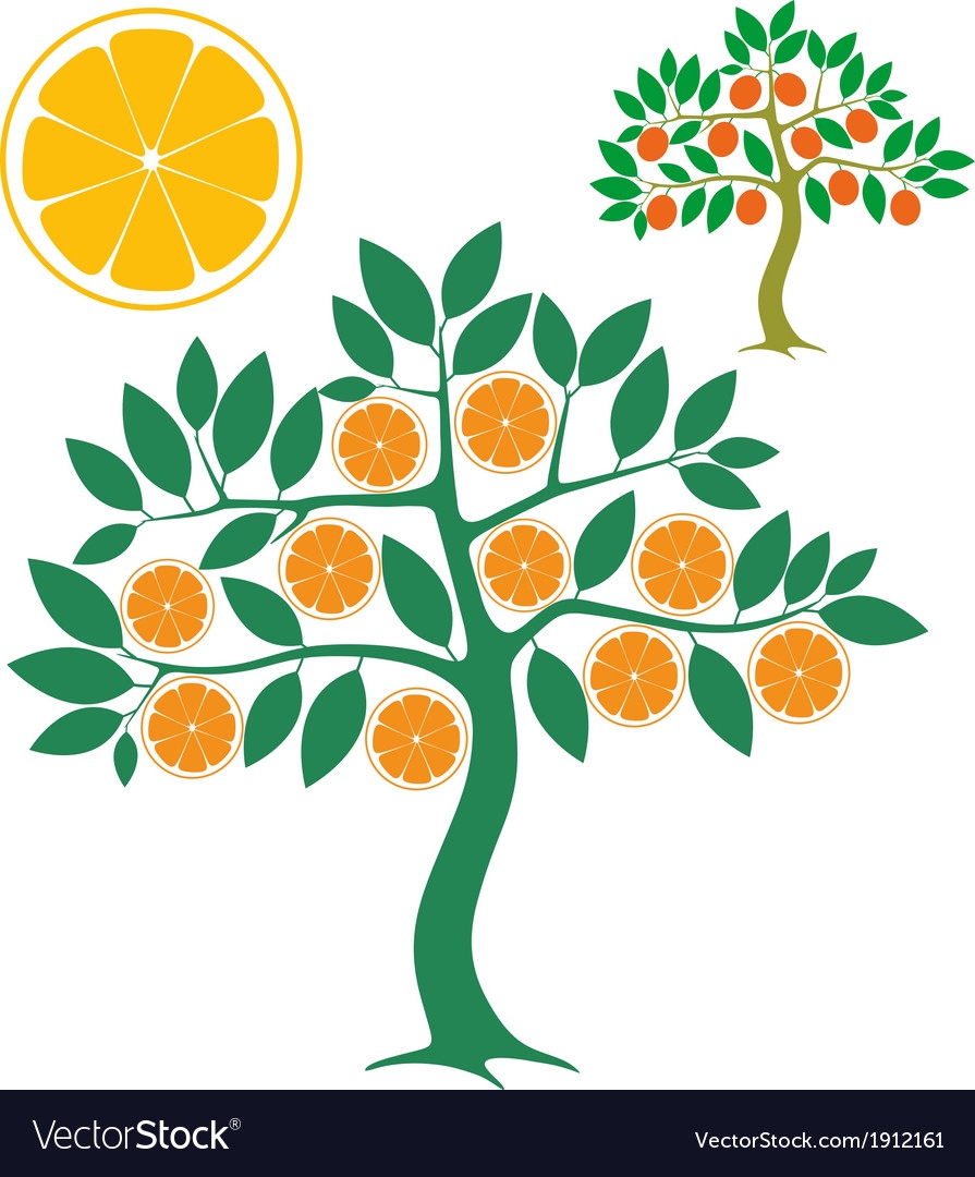 Ветви апельсинового дерева вектор