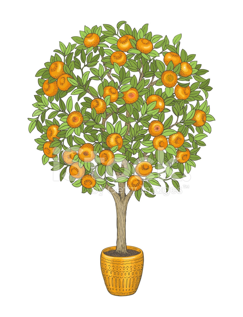 Апельсиновое дерево для детей