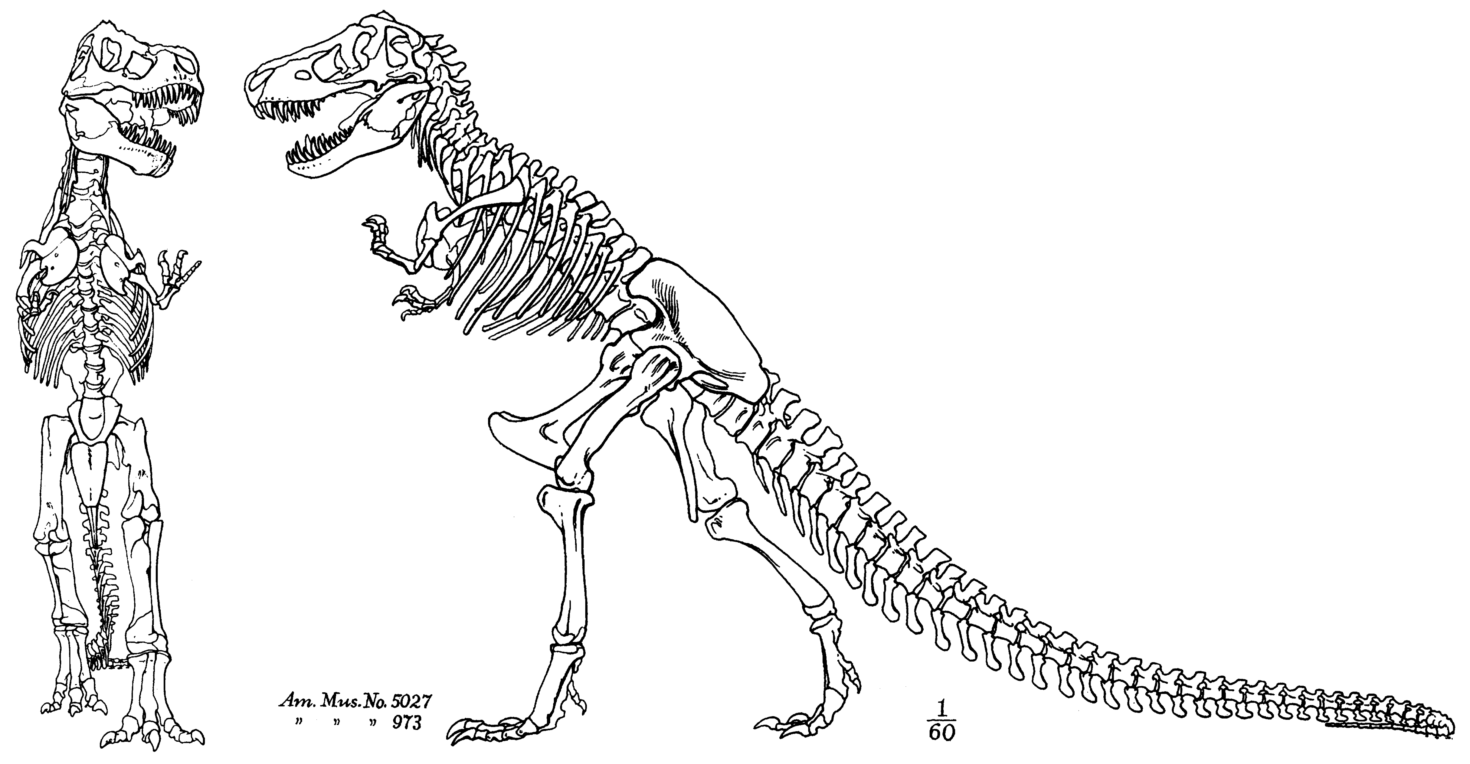 Тиранозавр рекс строение скелета