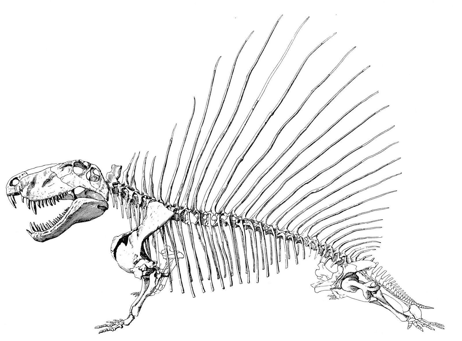 Спинозавр скелет