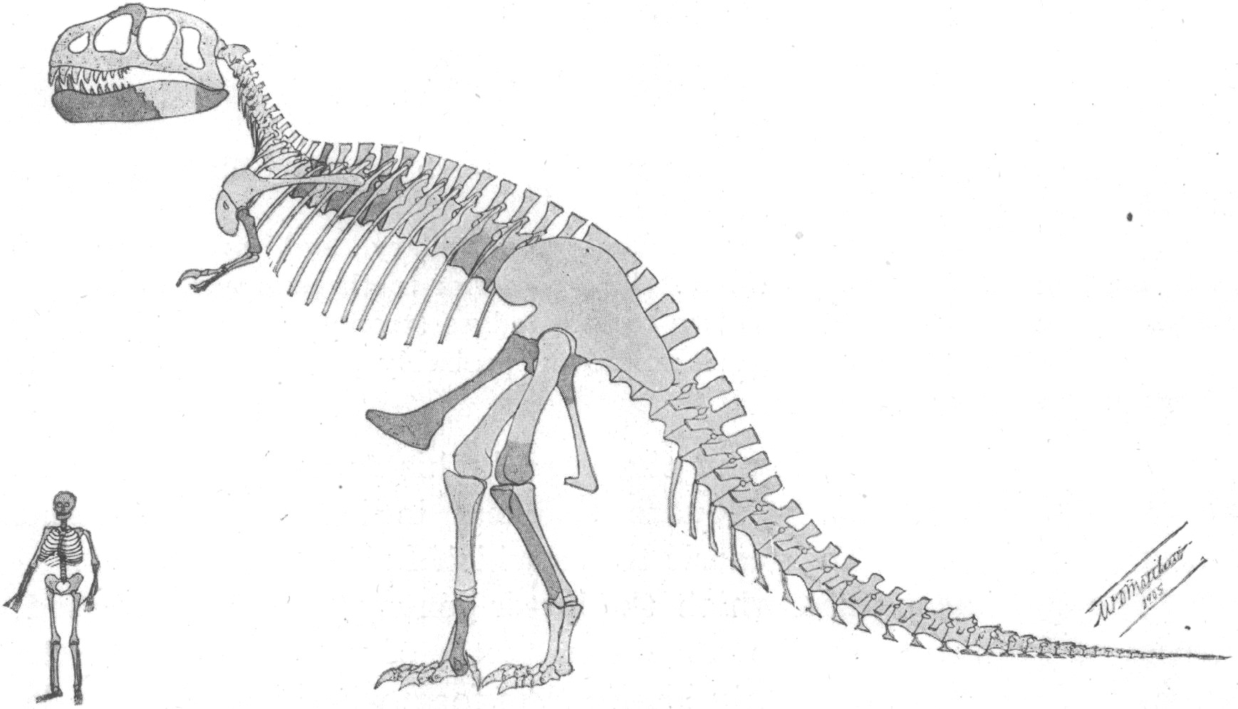 Сейсмозавр скелет