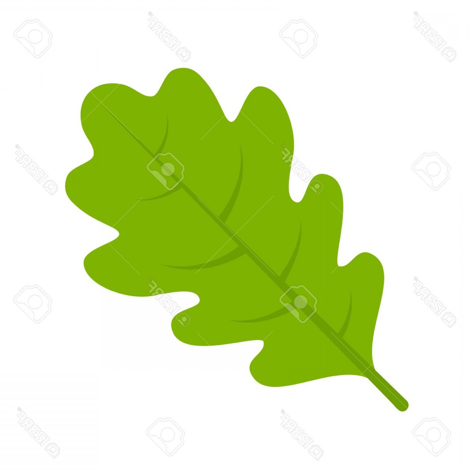Дубовый лист зеленый