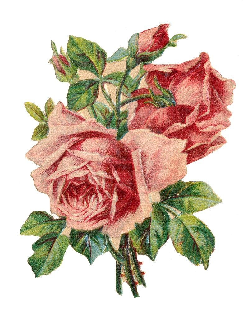 Винтажные розовые розы