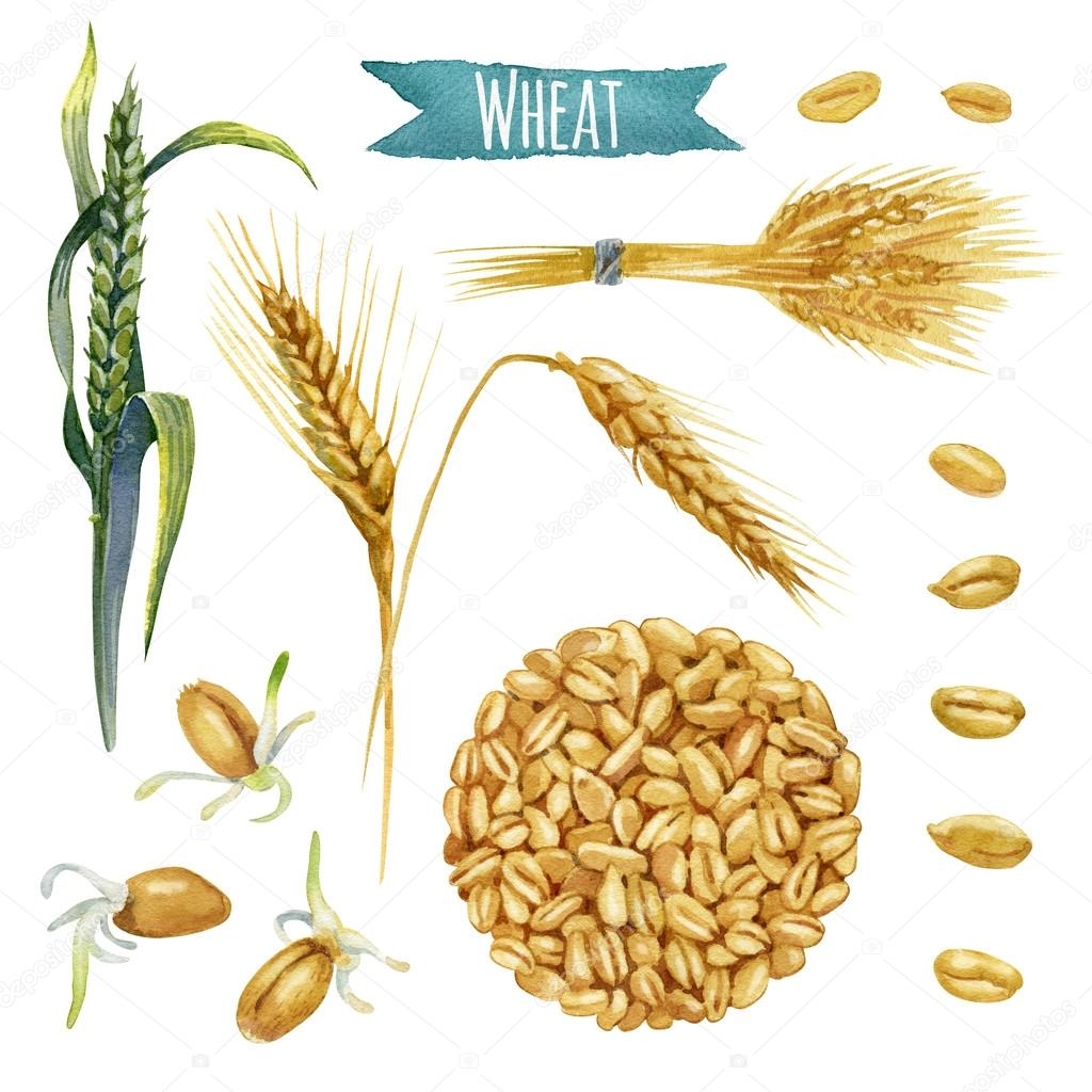 Иллюстрации зерна пшеницы