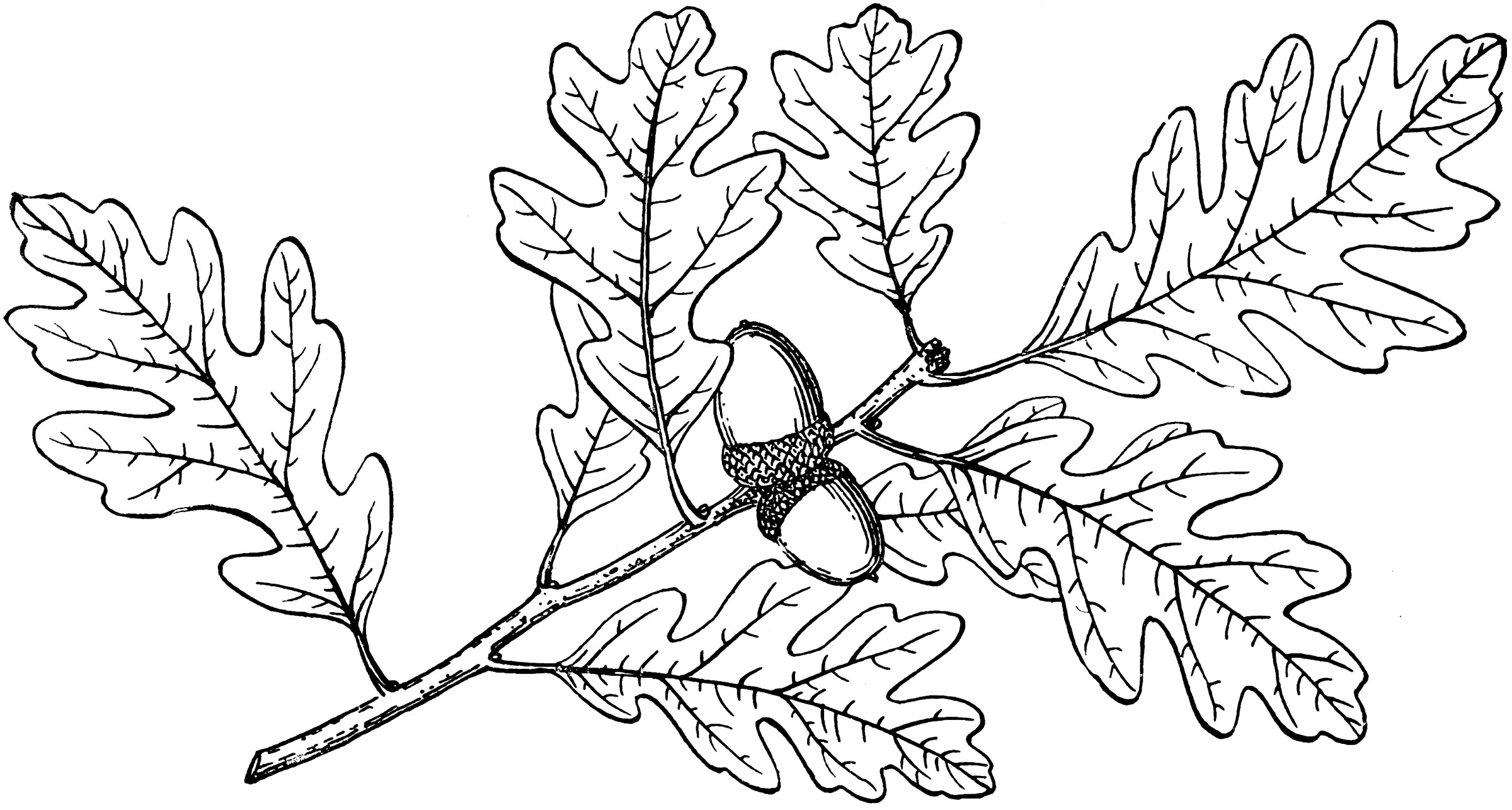Раскраска листья дуба с желудями