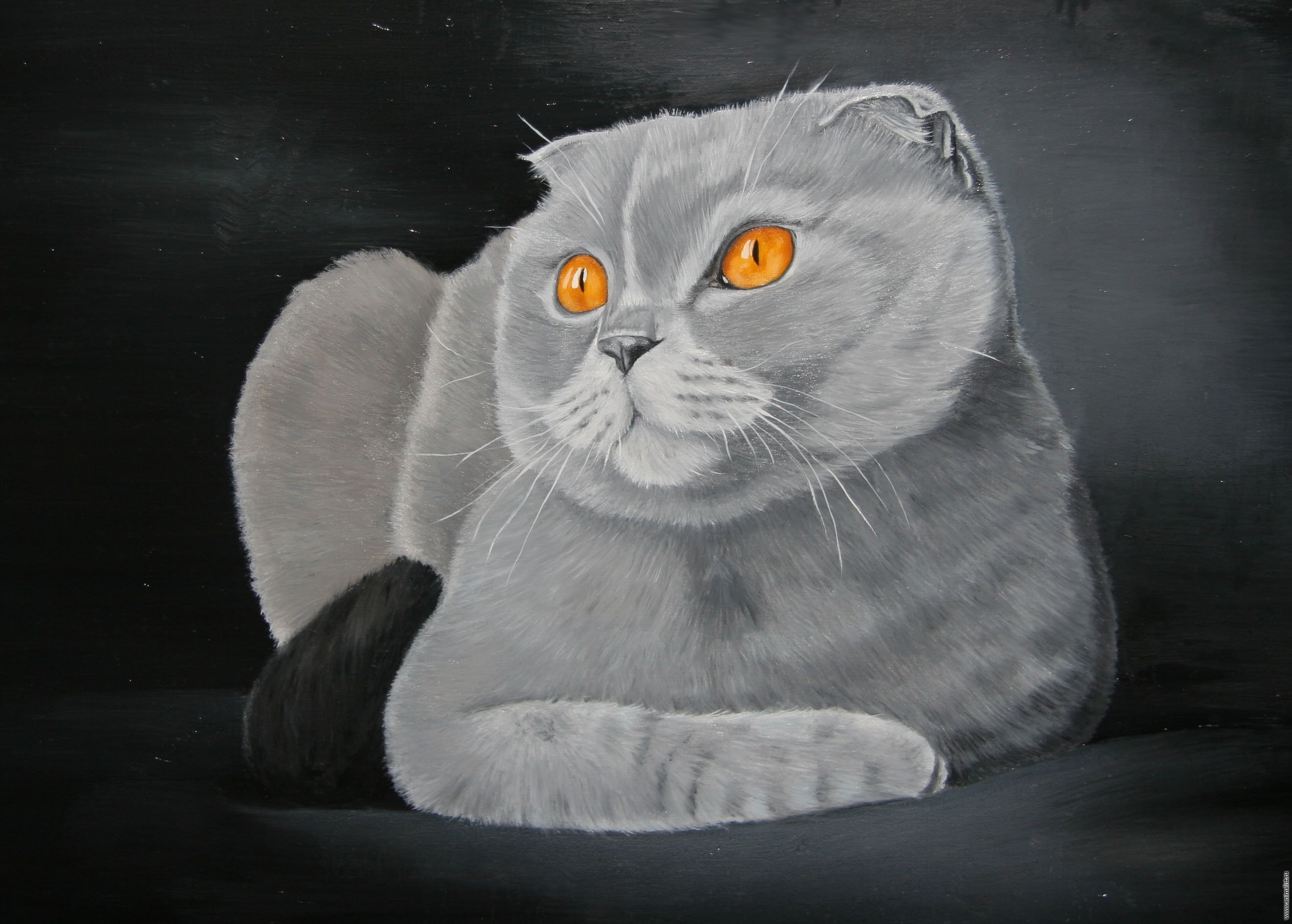 Шотландский вислоухий кот серый рисунок