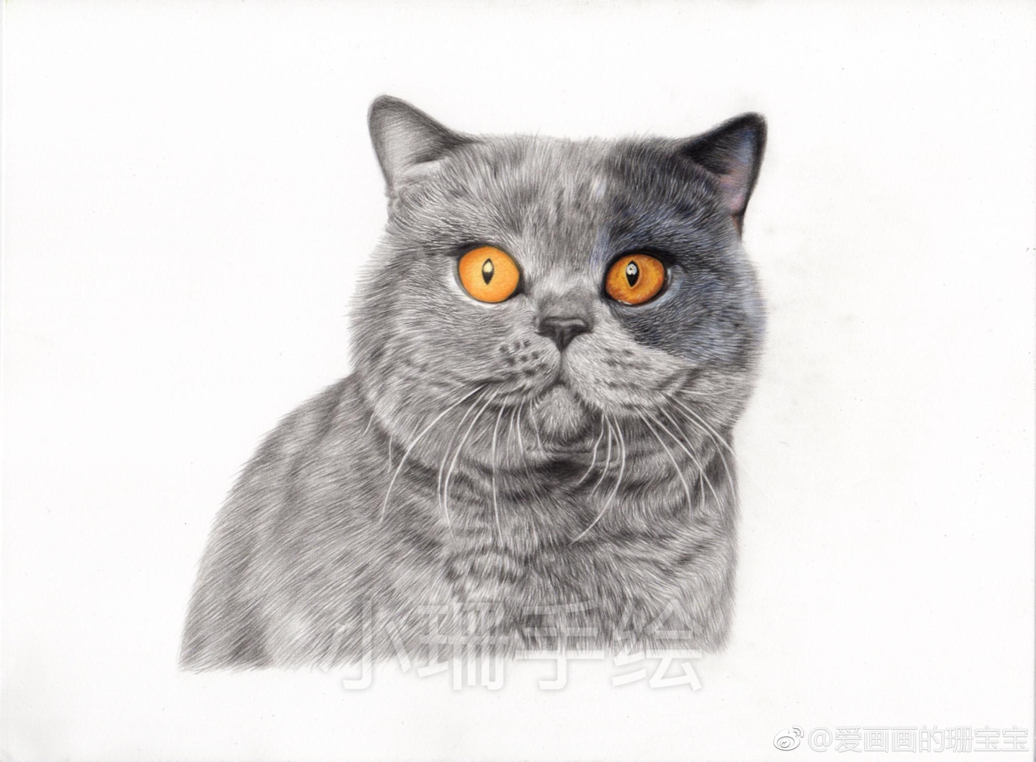 Британский кот рисунок карандашом