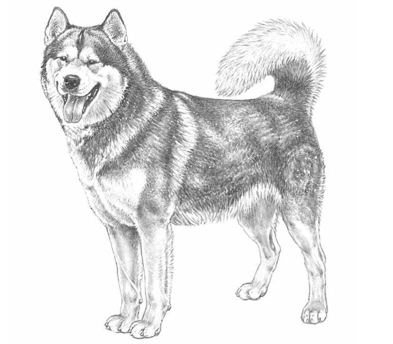 Рисунки собак породы Аляскинский маламут