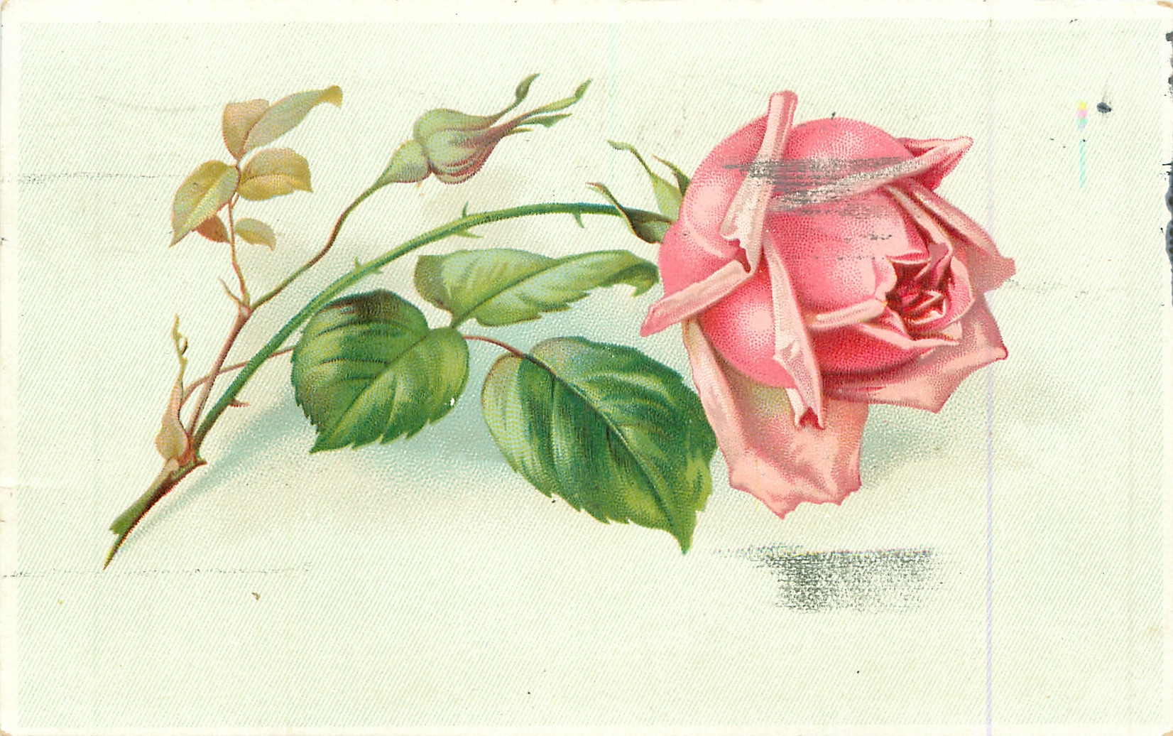Розовые розы Винтаж