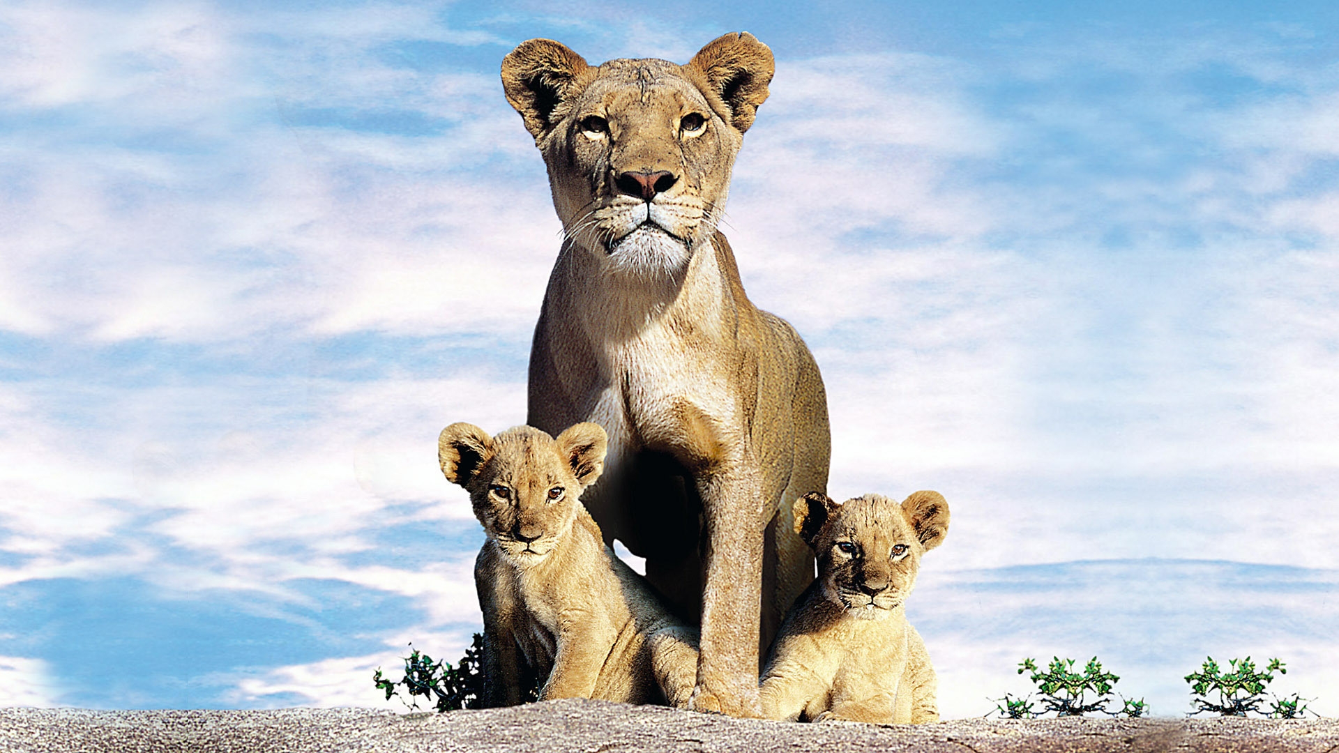 Львиная семья 2004