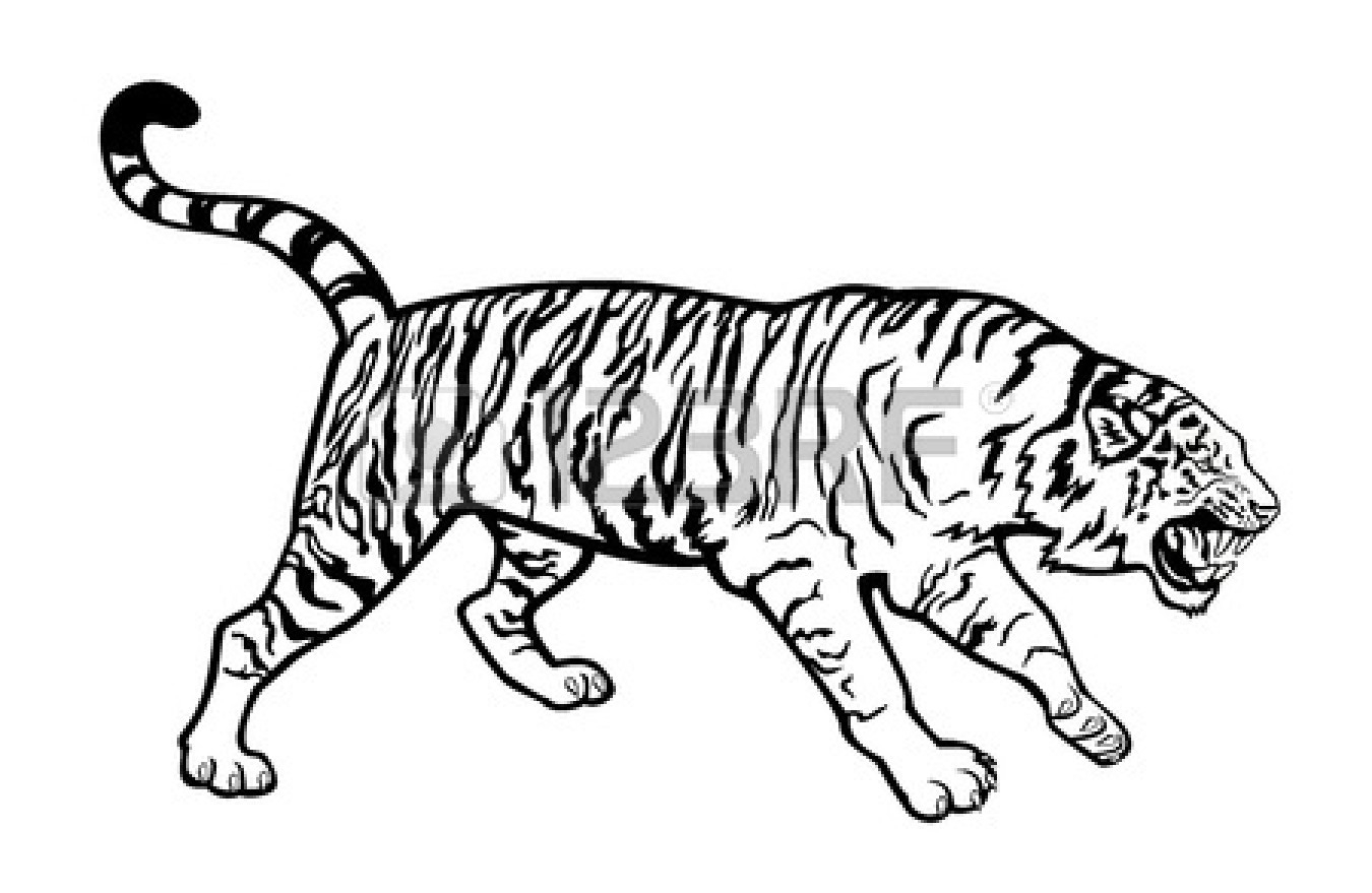 Черно белый тигр сбоку
