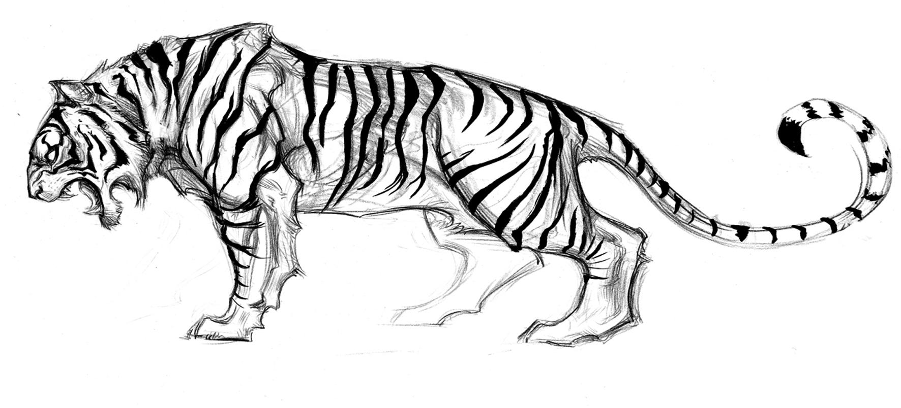 Тигр рисунок