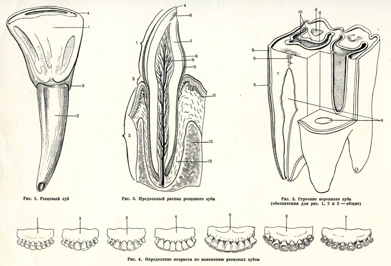 Строение короткокоронкового зуба