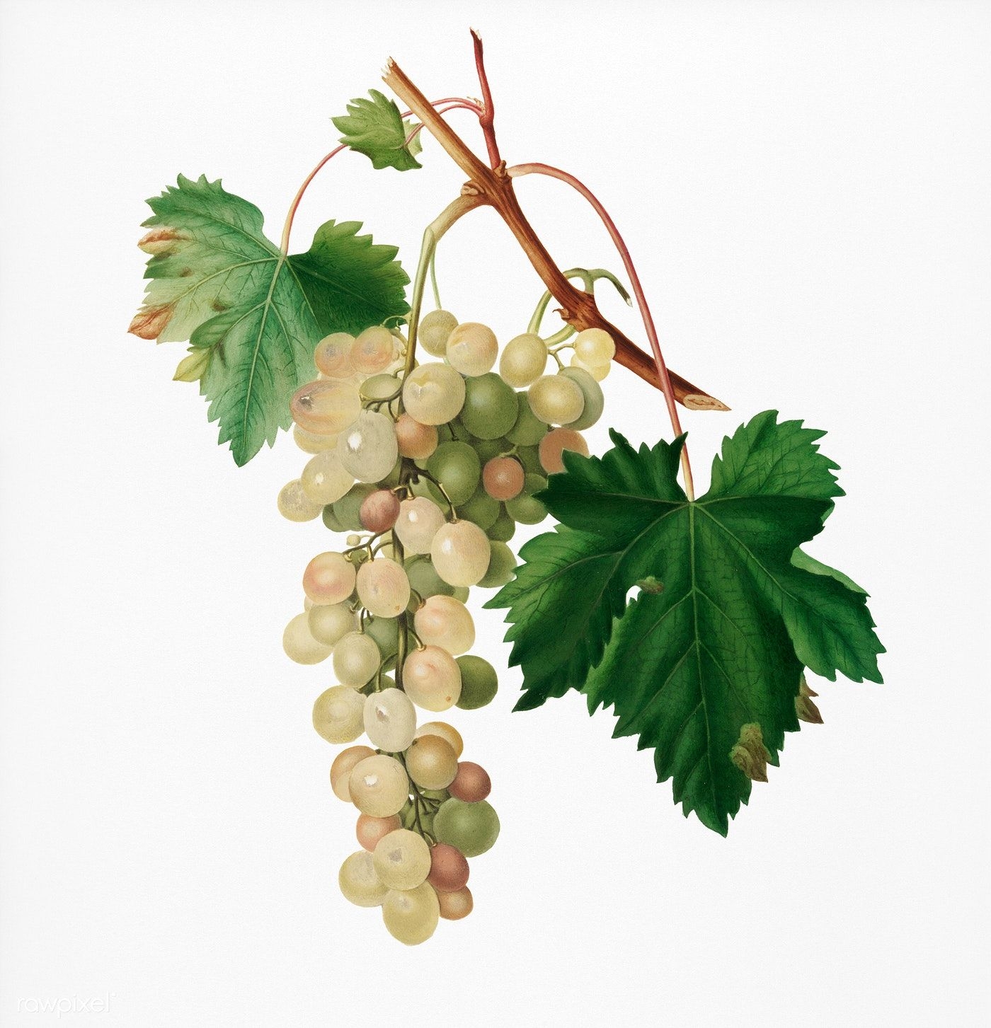 Ветка винограда рисунок
