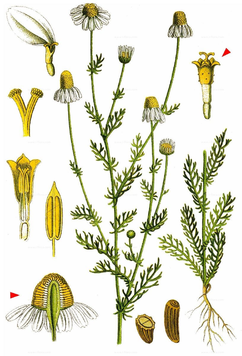 Matricaria Chamomilla рисунок