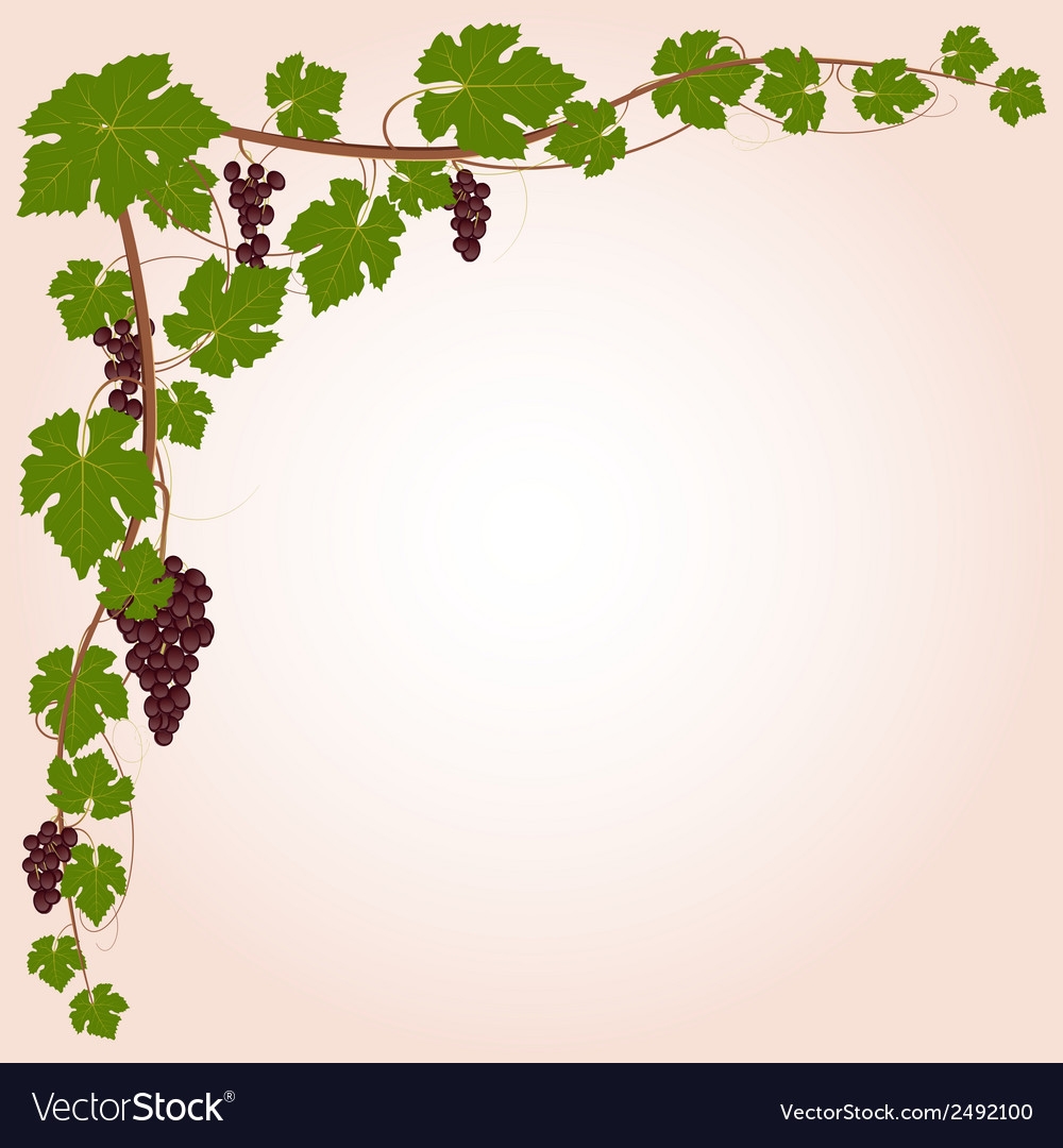 Виноградные лозы углом