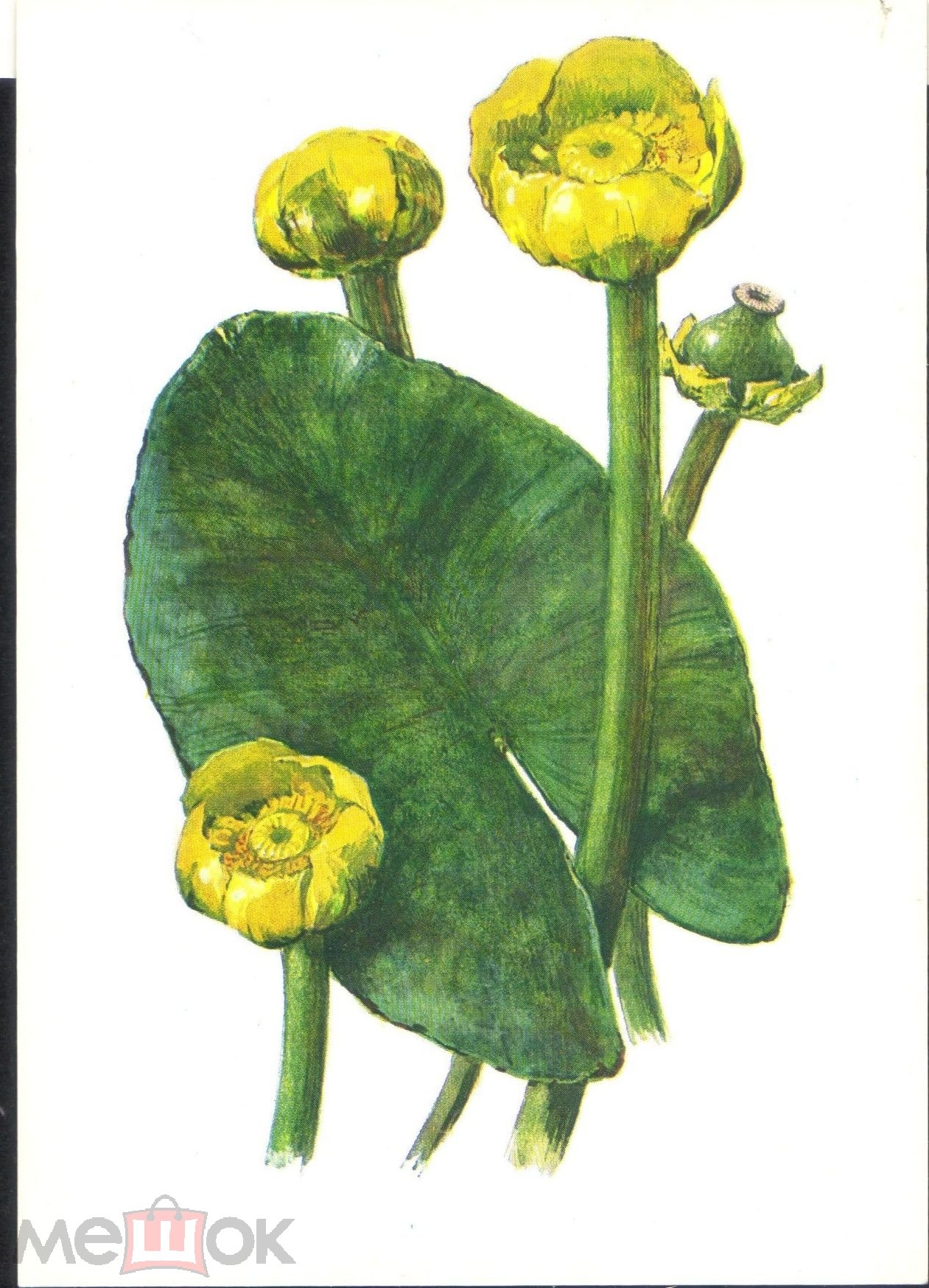 Растение кубышка желтая