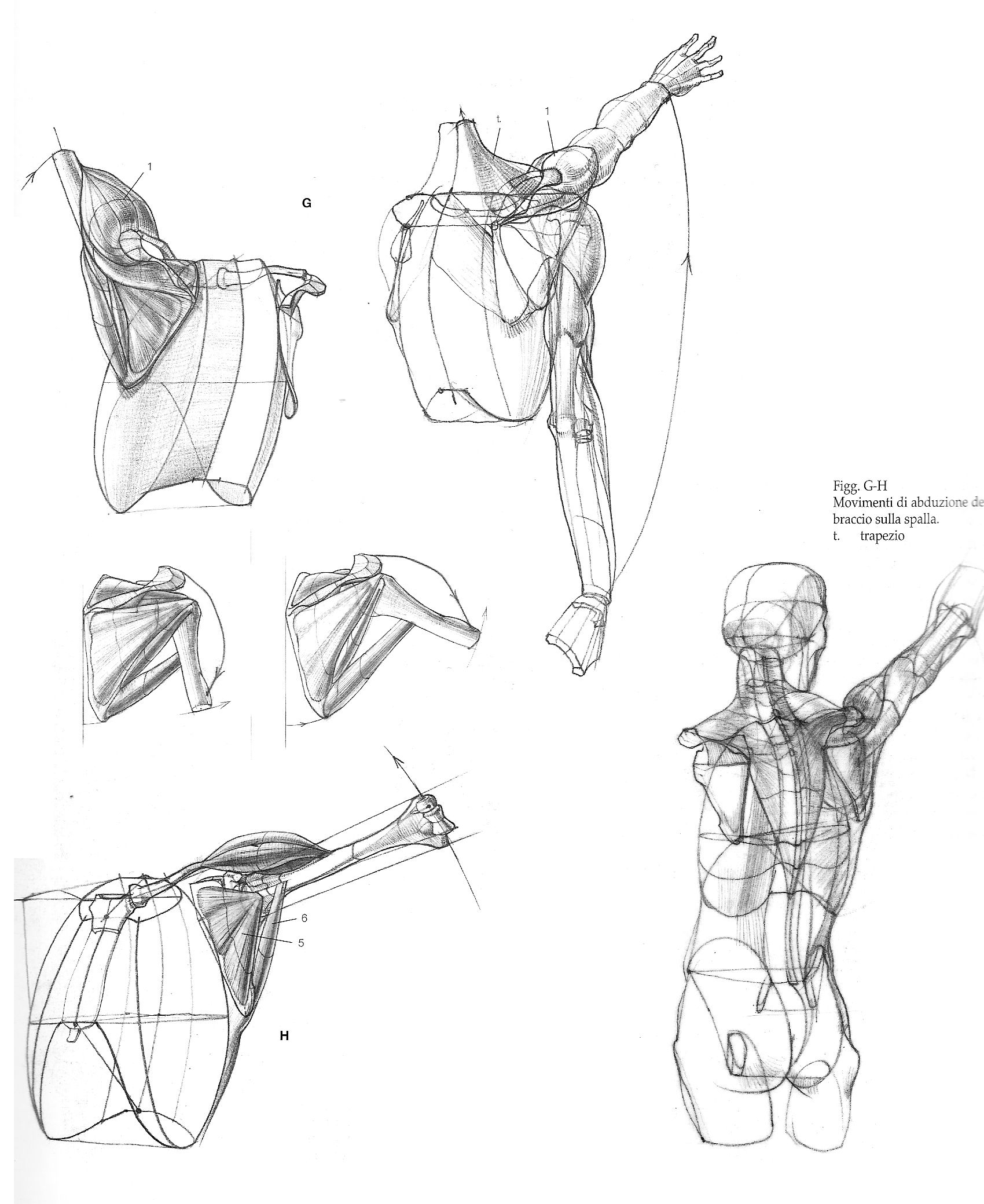 Мышцы плечевого пояса анатомия Баммес
