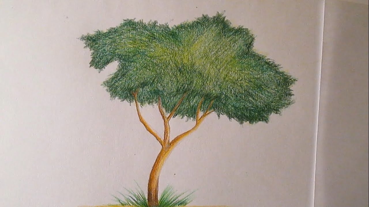 Рисовать дерево цветными карандашами