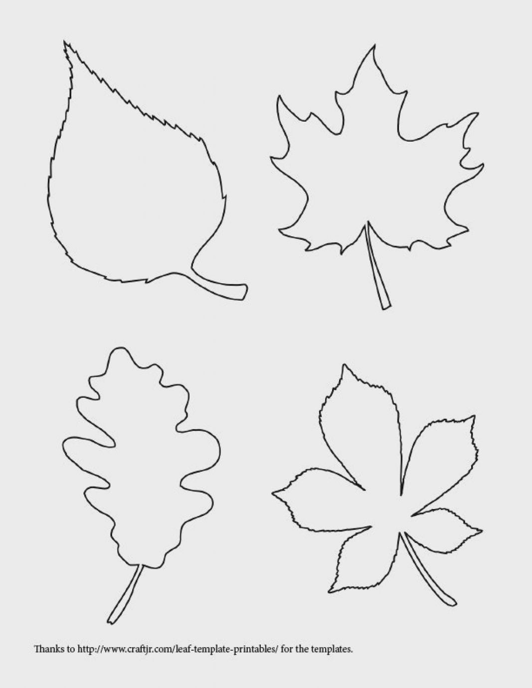 Контур осенних листьев